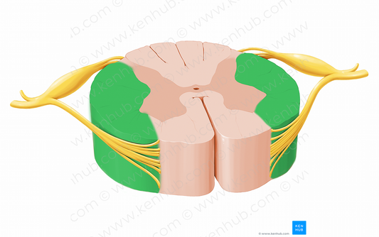 Lateral funiculus of spinal cord (#12049)