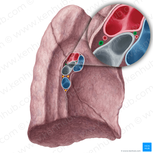 Bronchial veins of left lung (#21332)