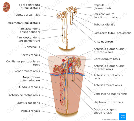 Nephron (Latin)