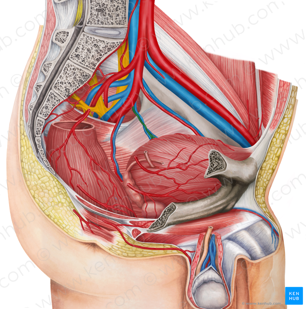 Left inferior vesical artery (#1983)