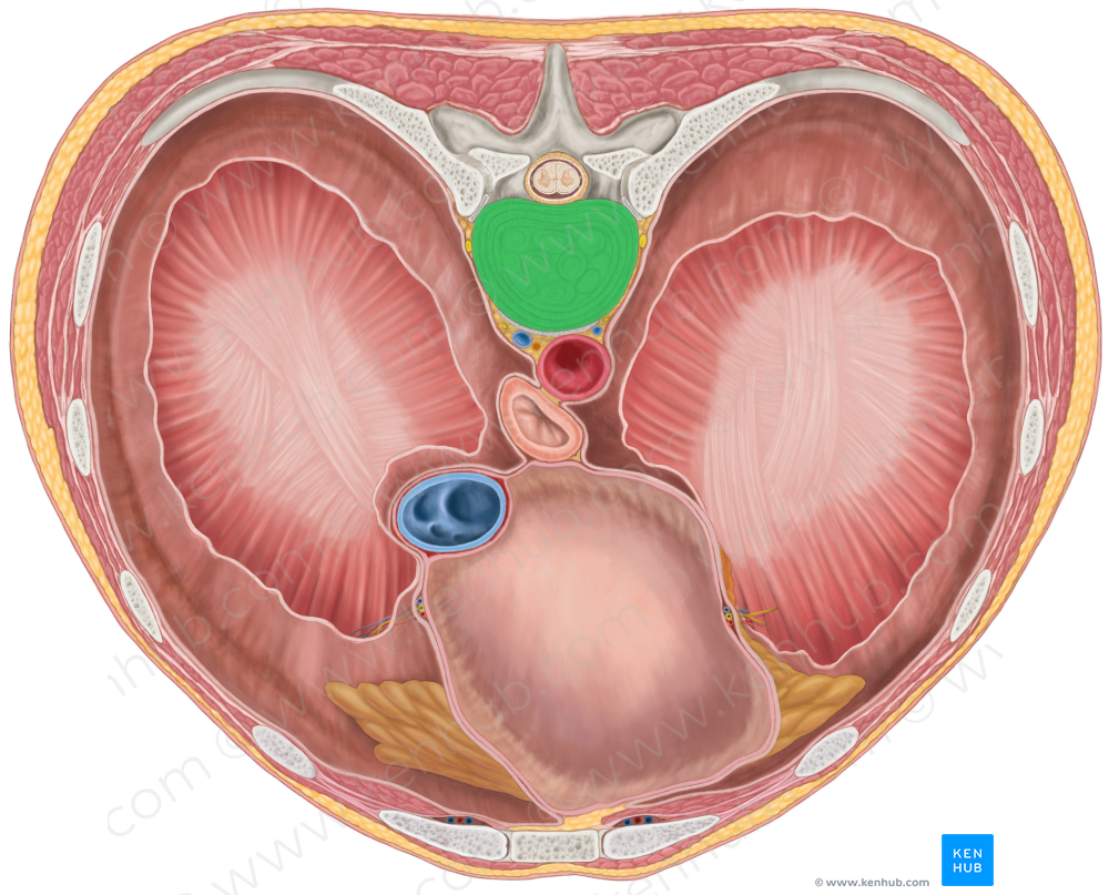 Intervertebral discs T7-T8 (#3275)