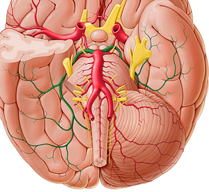 Posterior cerebral artery (#1019)