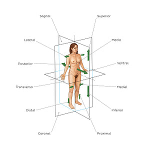 Directional terms and body planes (Spanish)