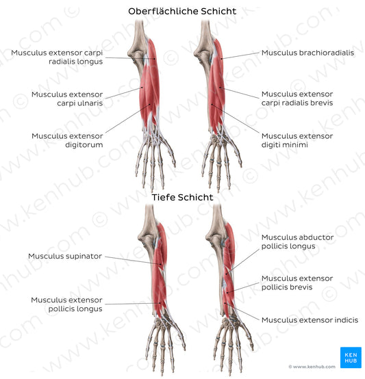 Extensors of the forearm (DE headlines) (Latin)