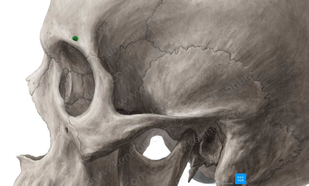 Supraorbital foramen of frontal bone (#4306)