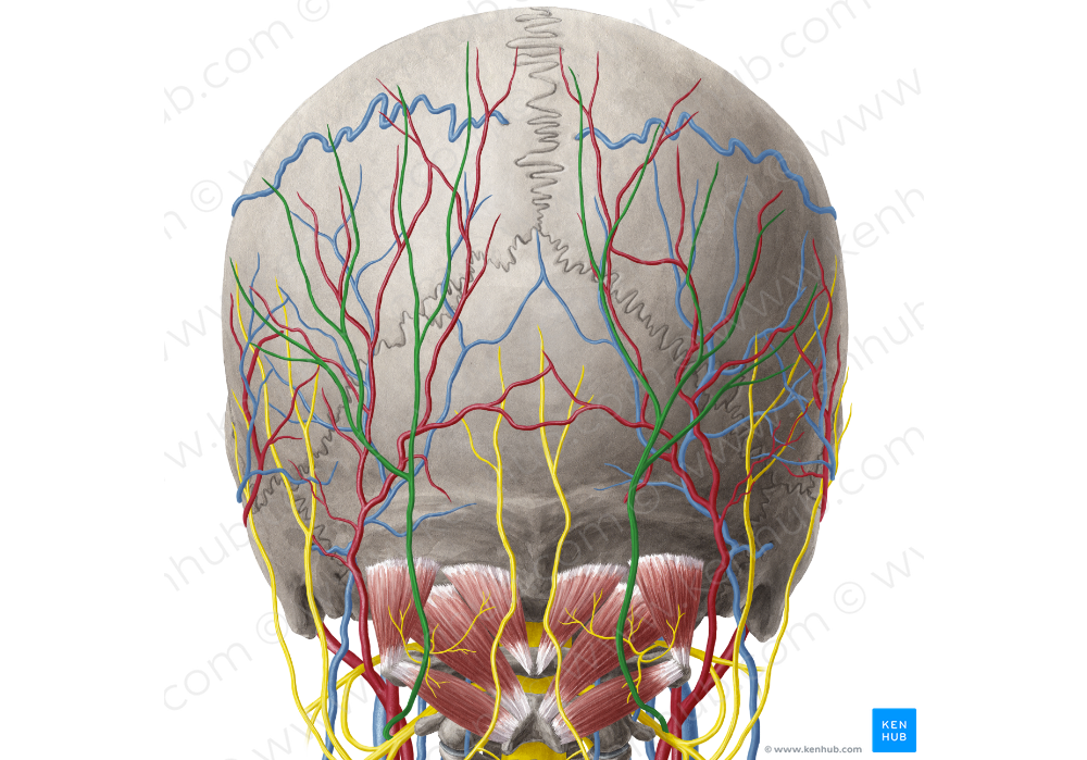 Greater occipital nerve (#6604)