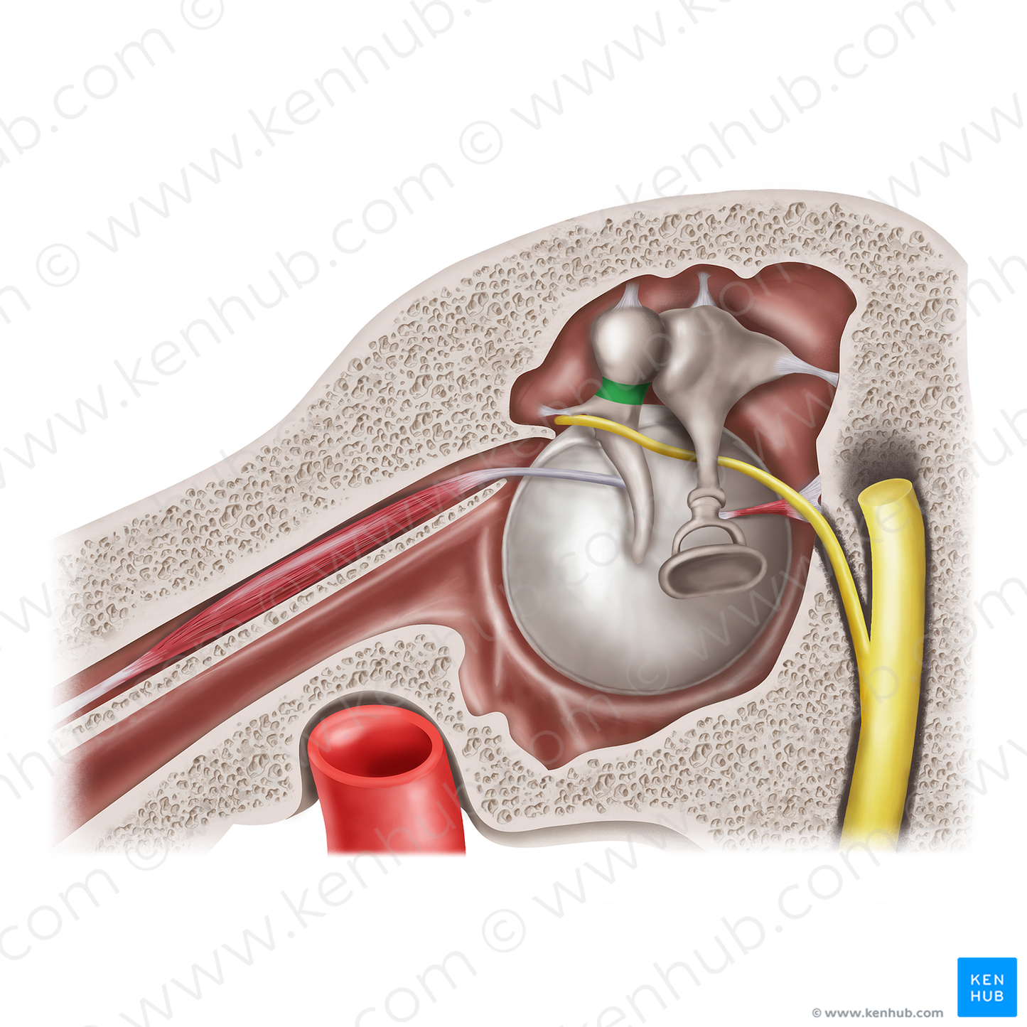 Neck of malleus (#20558)