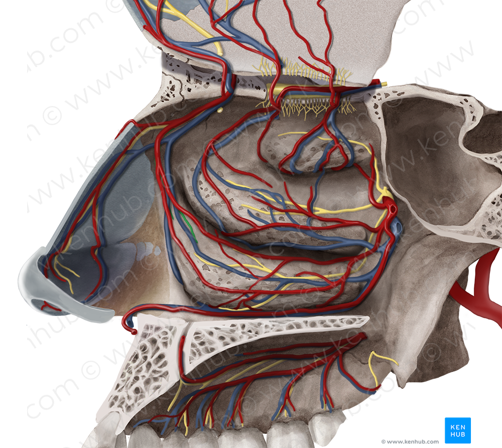 Lateral nasal branches of anterior ethmoidal nerve (#8753)