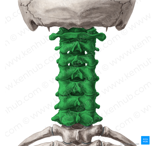 Cervical vertebrae (#10748)