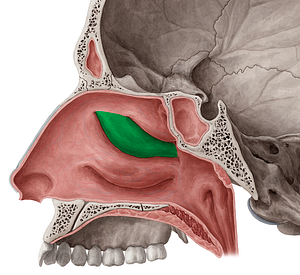 Middle nasal concha of ethmoid bone (#2800)