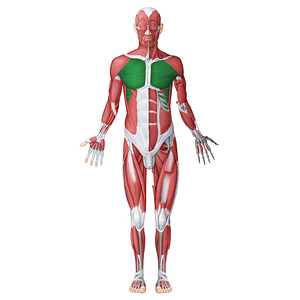 Muscles of thorax (#20046)