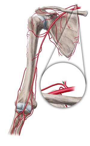 Transverse cervical artery (#18864)