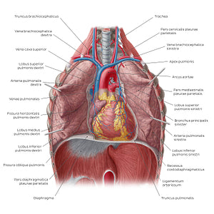 Lungs in situ (Latin)