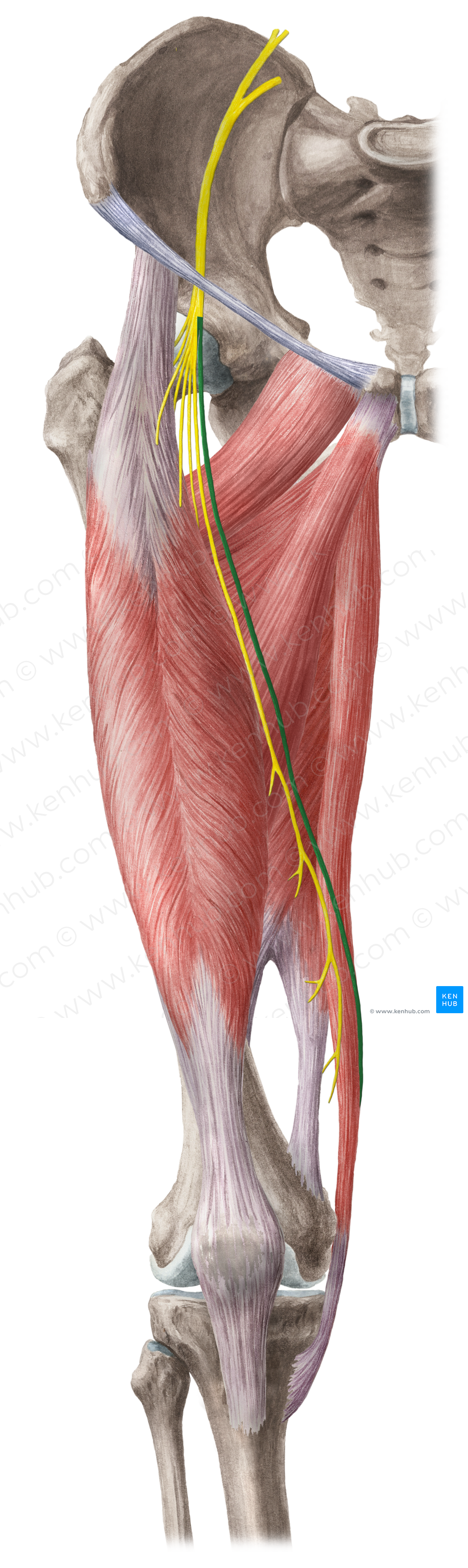 Saphenous nerve (#6720)