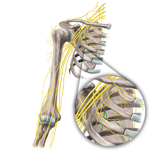 Thoracodorsal nerve (#21674)