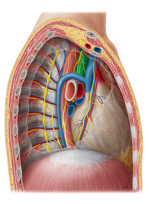 Trachea (#9510)