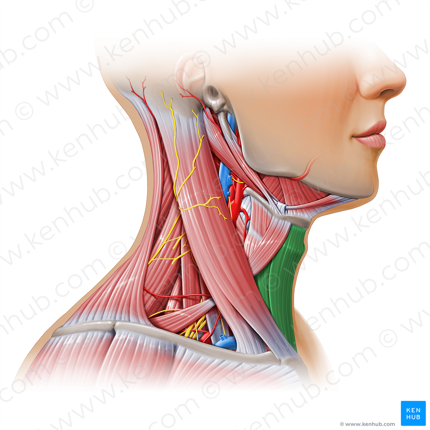 Muscular triangle (#17938)