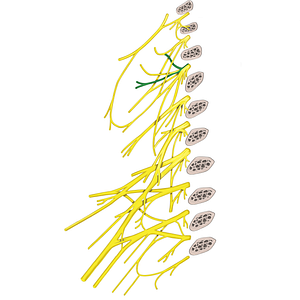 Transverse cervical nerve (#6822)