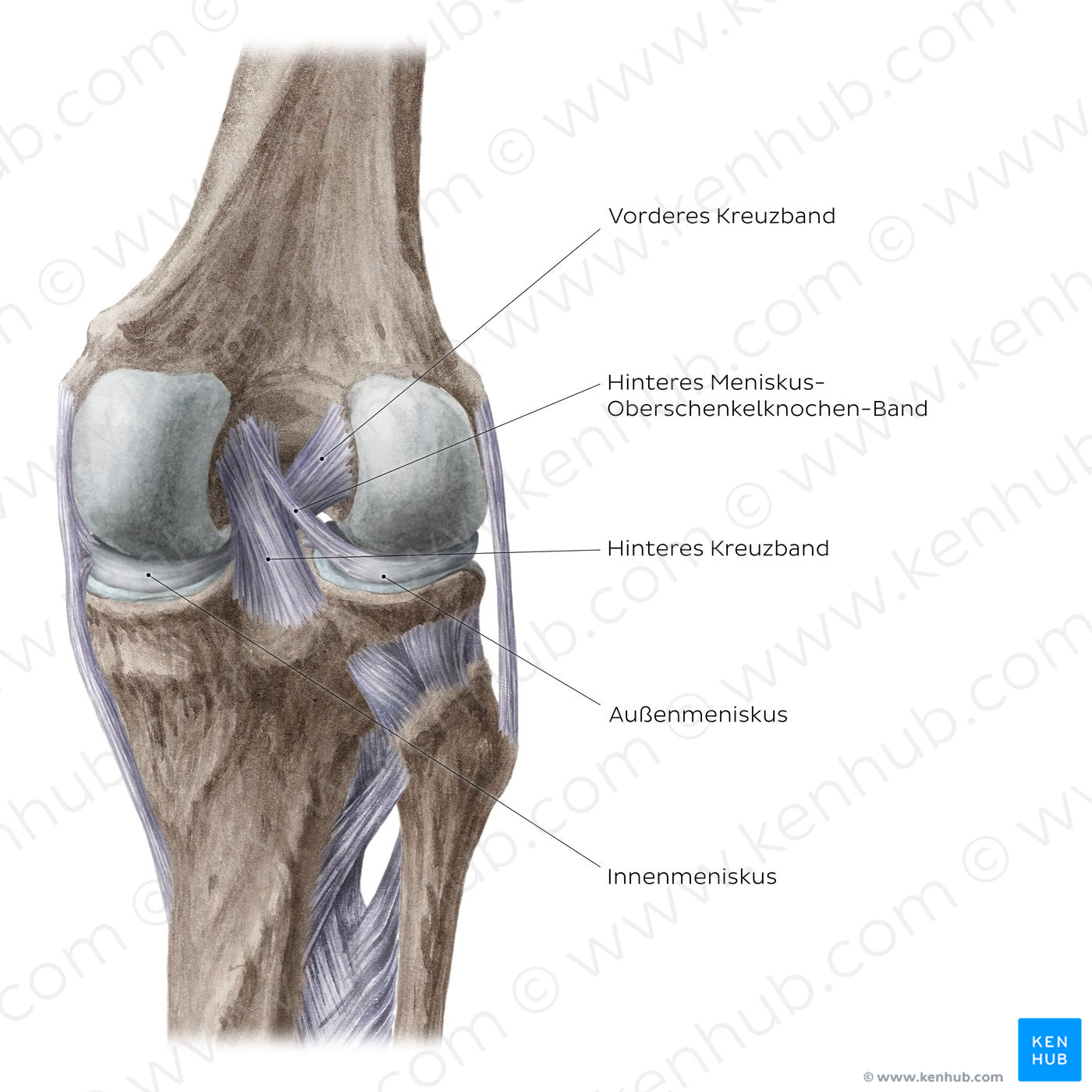 Knee joint: Intracapsular ligaments and menisci (posterior view) (German)