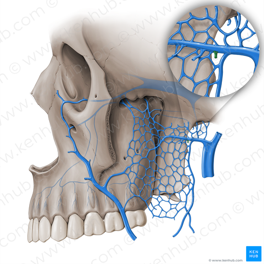 Masseteric vein (#18512)