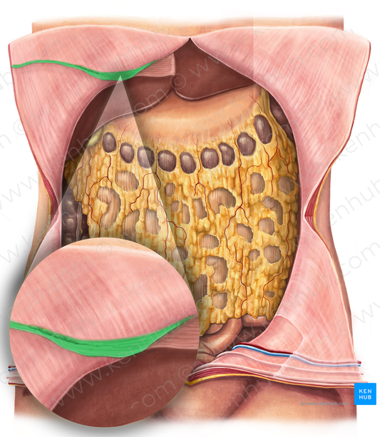 Round ligament of liver (#4633)