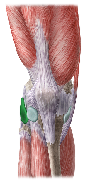 Inferior subtendinous bursa of biceps femoris muscle (#2274)