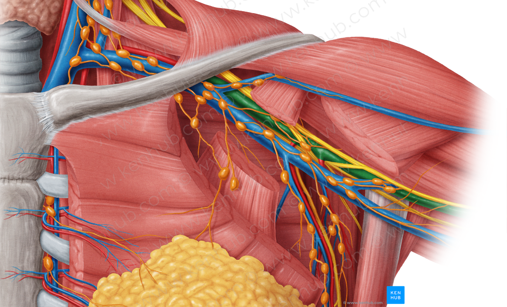 Axillary artery (#895)
