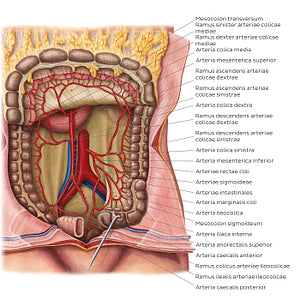 Arteries of the large intestine (Latin)