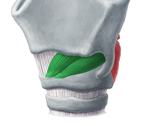Cricothyroid muscle (#5283)