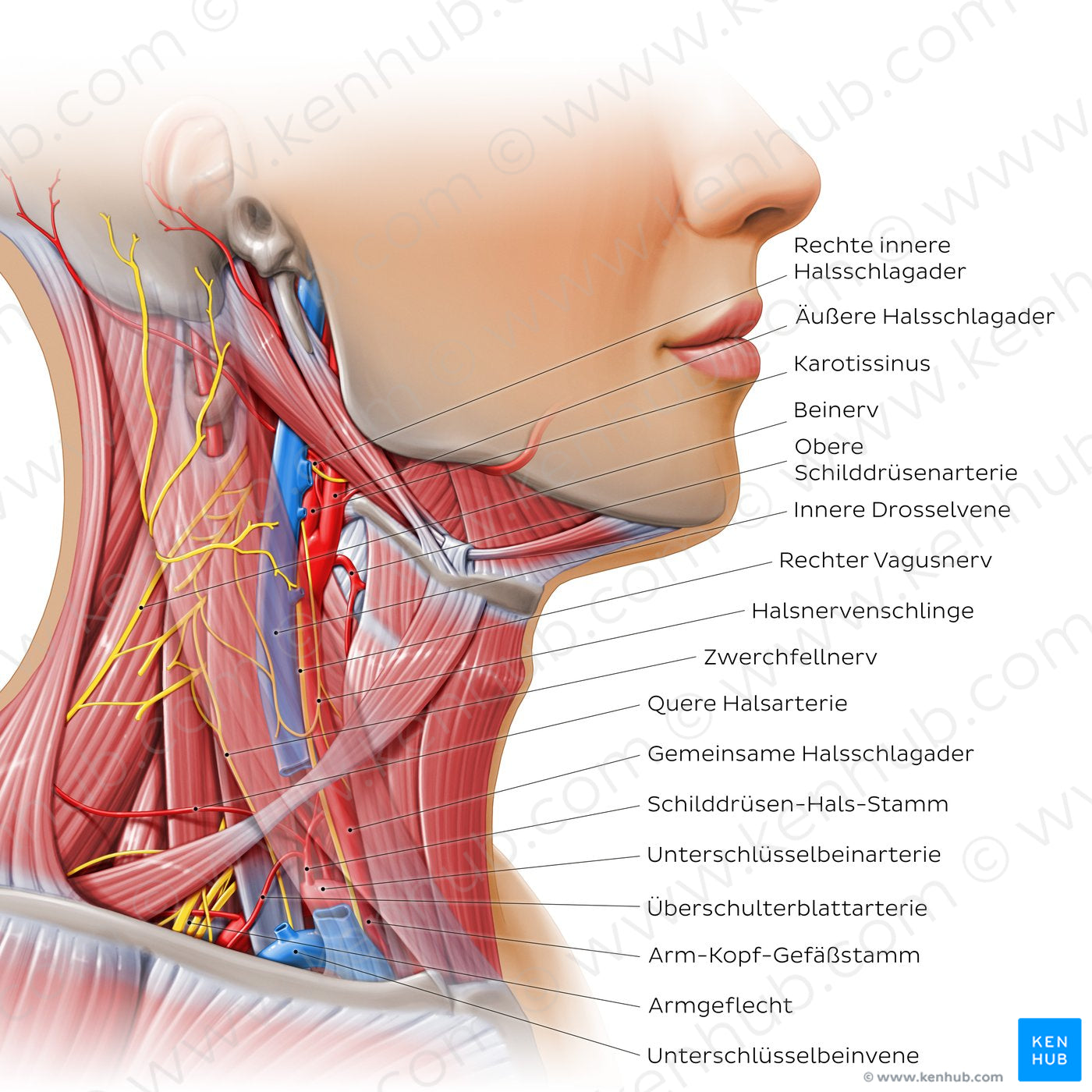 Triangles of the neck - neurovasculature (German)