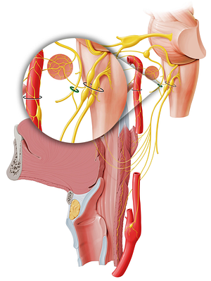 Stylomastoid foramen (#3809)