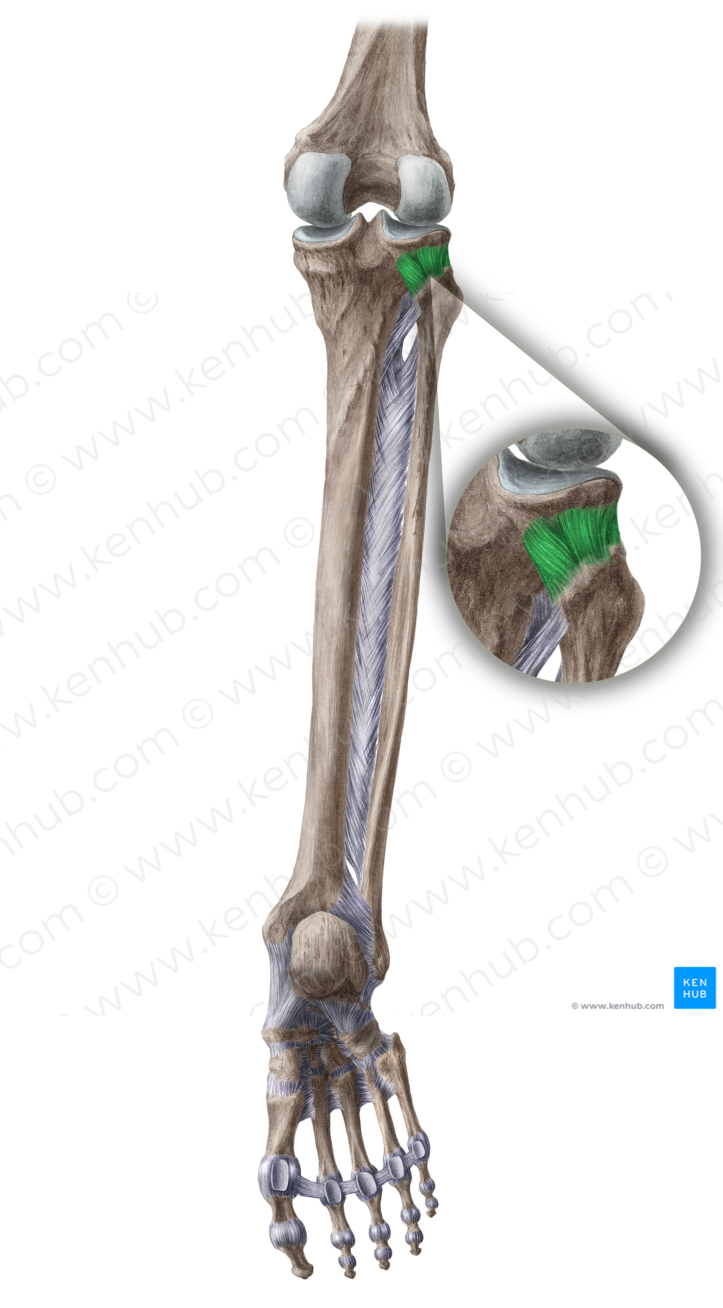 Posterior ligament of head of fibula (#20131)