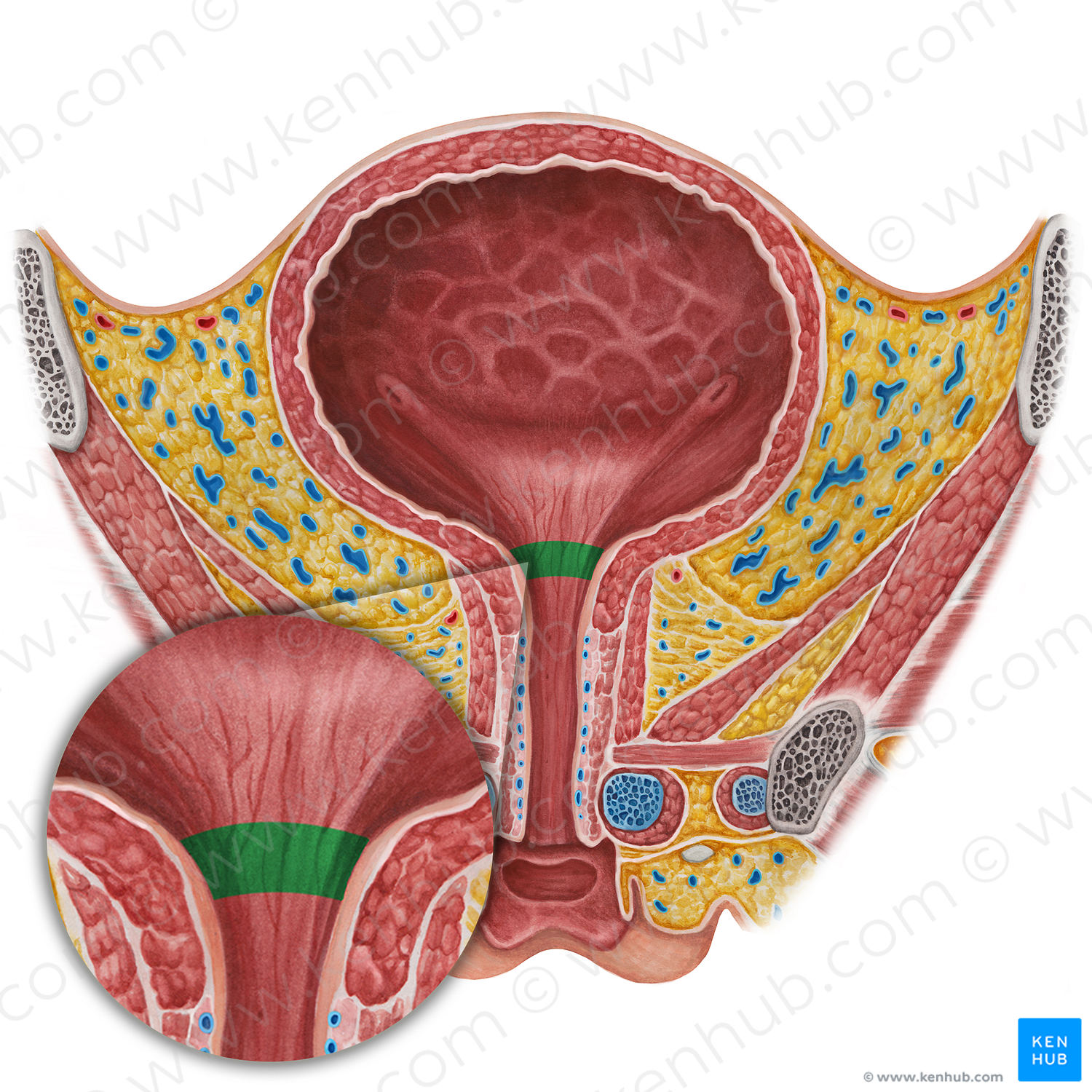 Neck of urinary bladder (#2584)