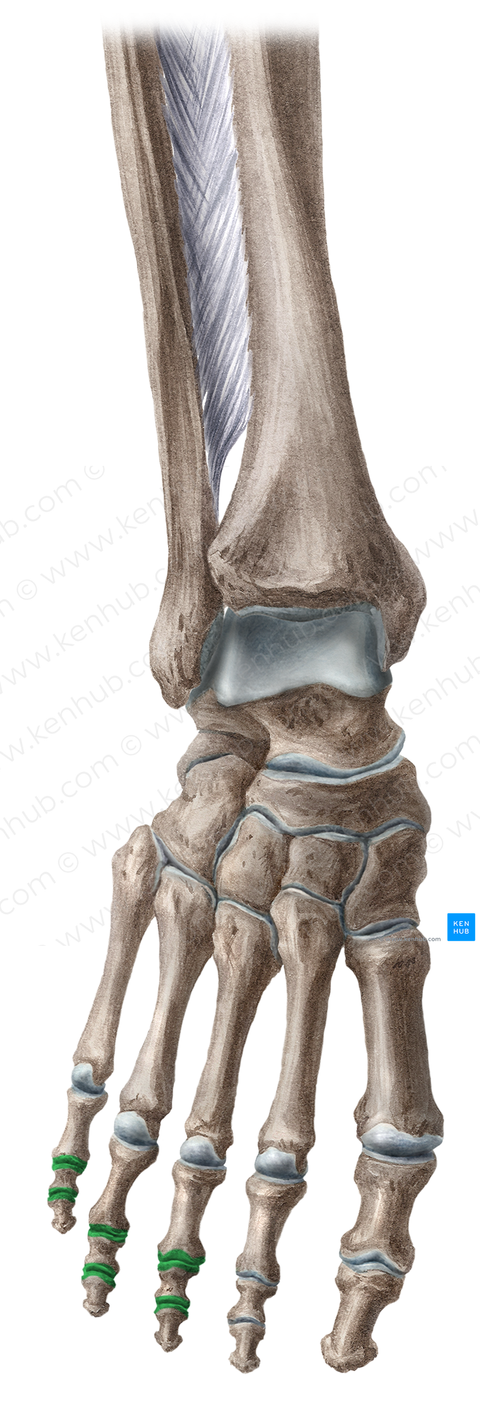 Interphalangeal joints of 3rd-5th toes (#17215)