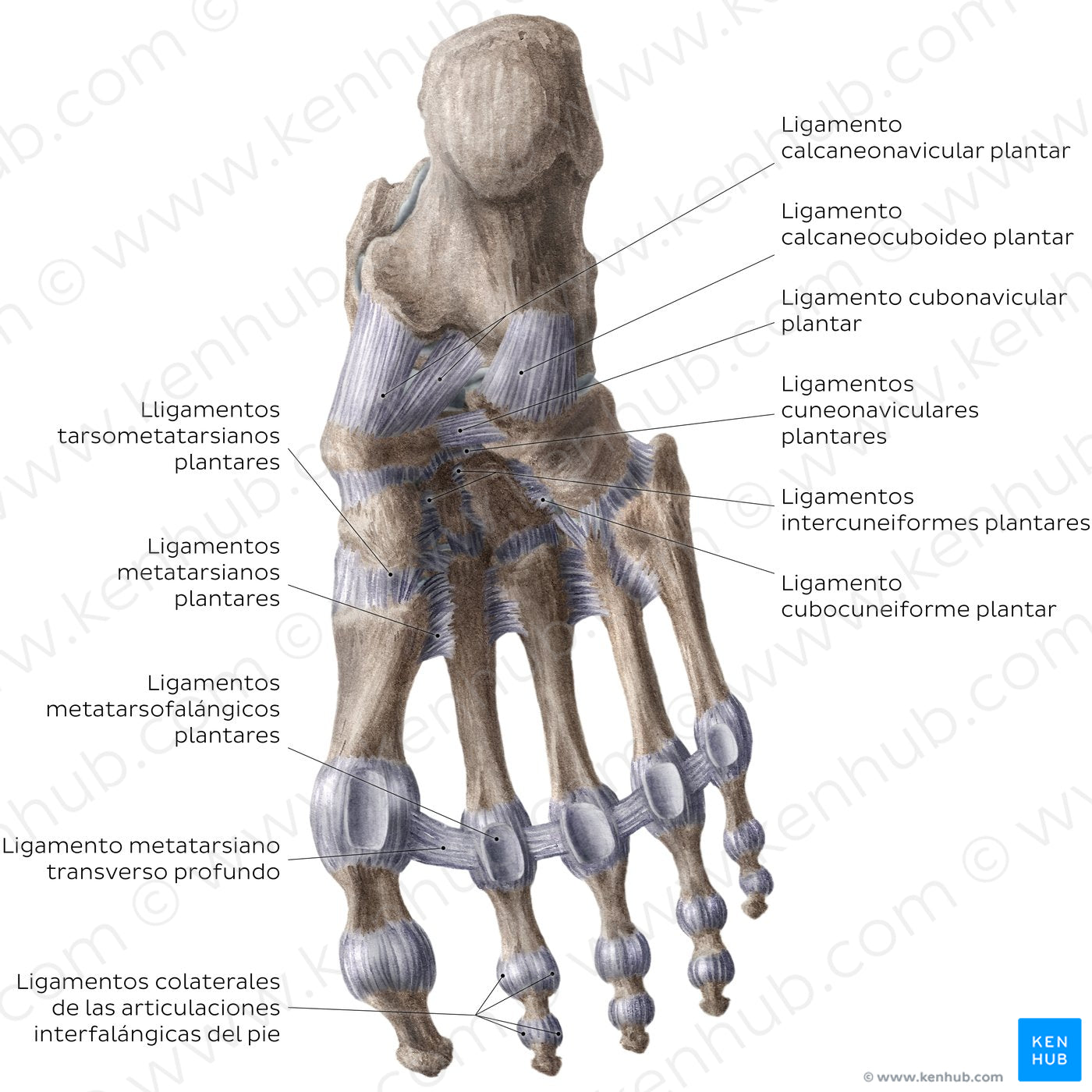 Ligaments of the foot (plantar view) (Spanish)
