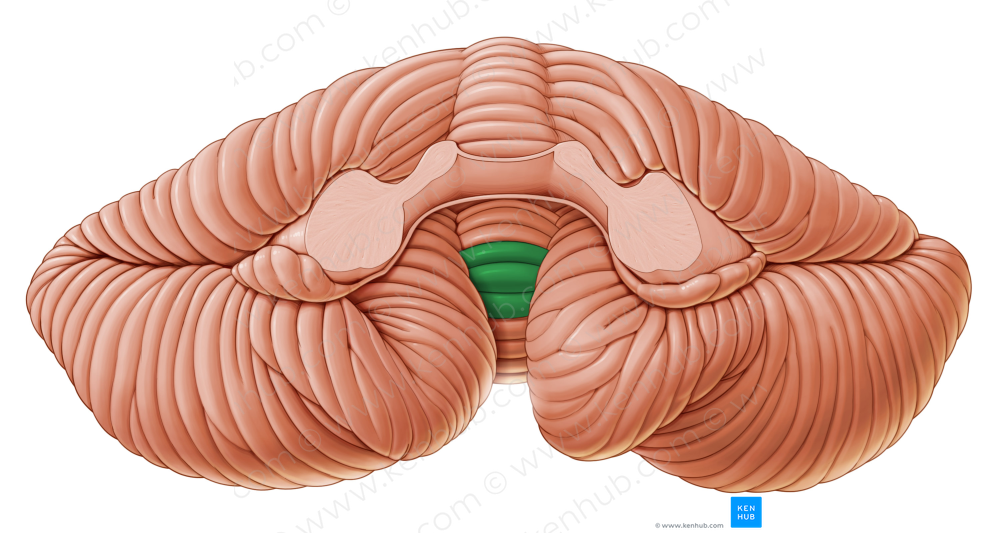 Uvula of vermis (#9878)