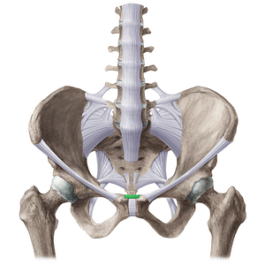 Superior pubic ligament (#21496)