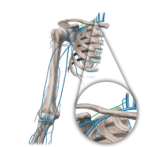 Suprascapular vein (#21657)