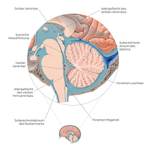 Ventricles and subarachnoid space of the brain (German)