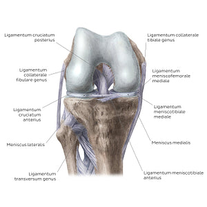 Knee joint: Intracapsular ligaments and menisci (anterior view) (Latin)