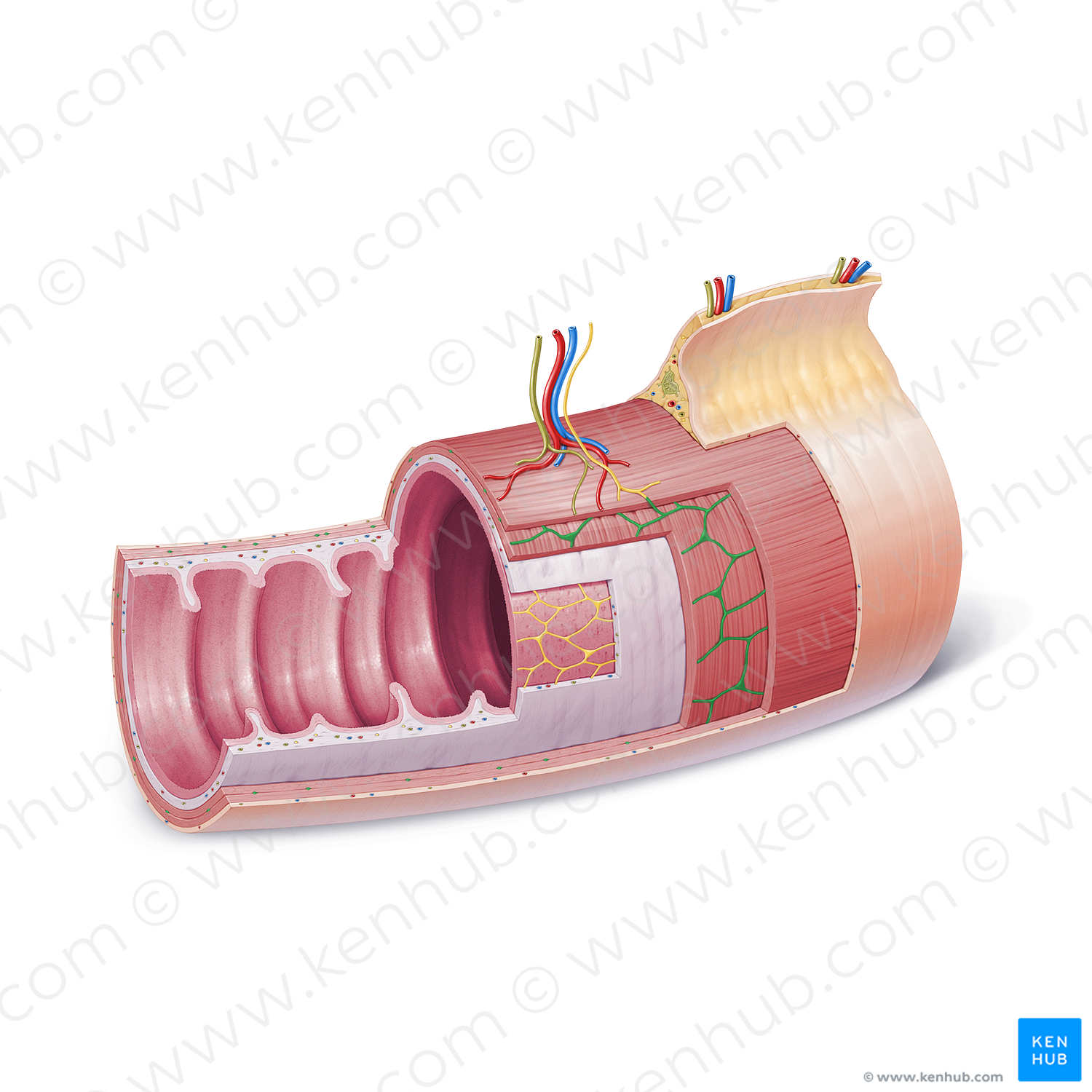 Myenteric plexus (of Auerbach) (#21845)