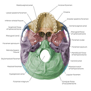 Inferior base of the skull - Foramina, fissures, and canals - Colored (English)