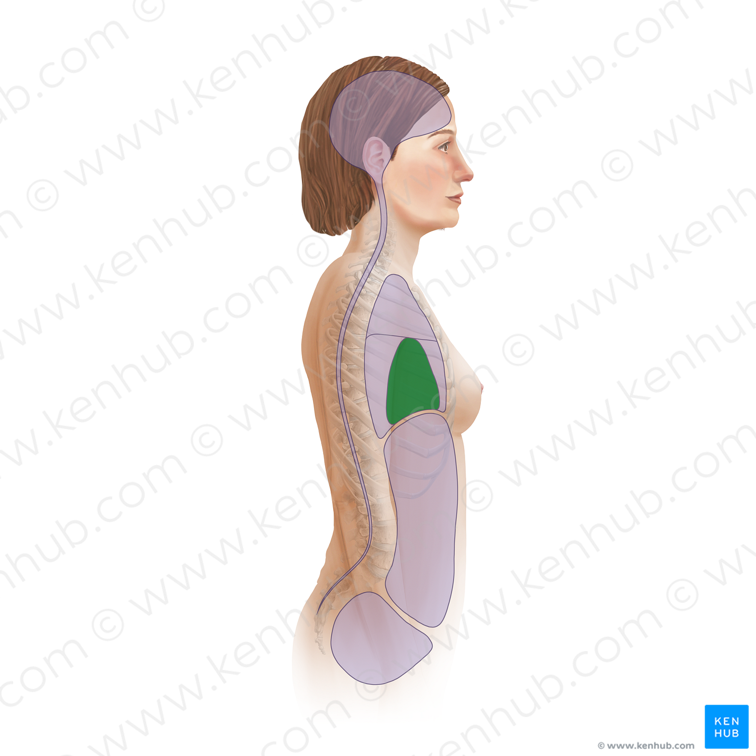 Middle mediastinum (#19451)