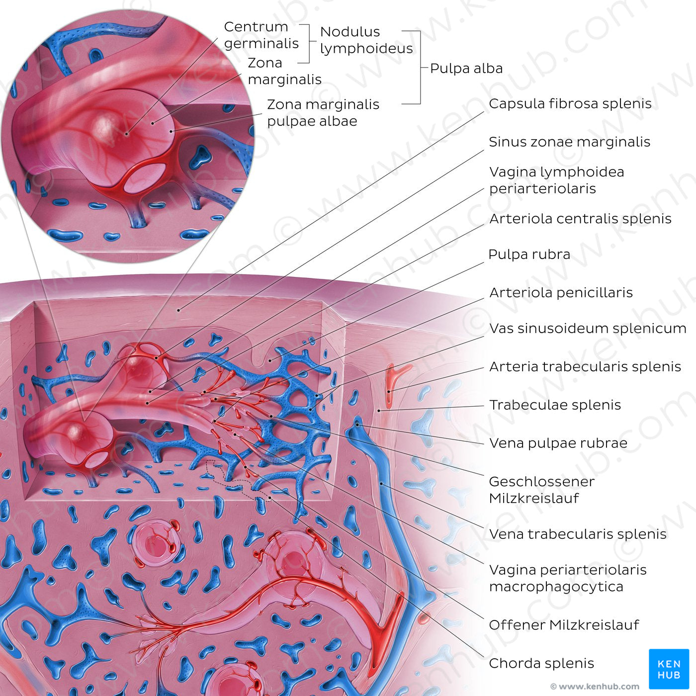 Spleen microcirculation (DE-LT version) (Latin)