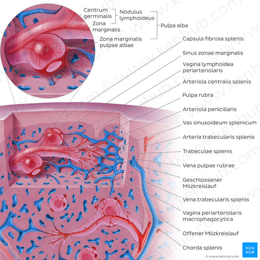 Spleen microcirculation (DE-LT version) (Latin)