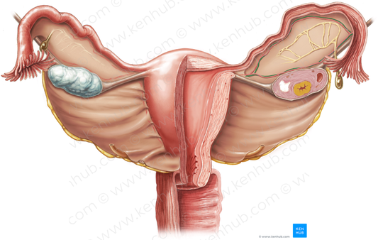 Ovarian vein (#10452)