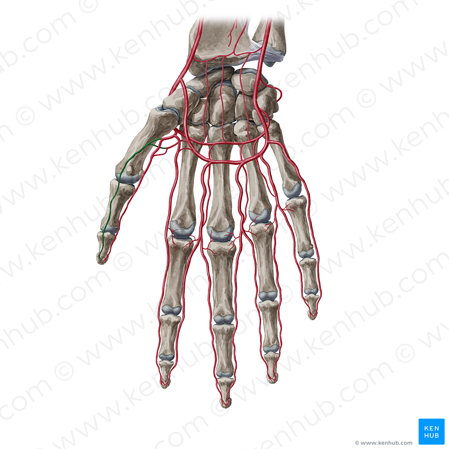 Palmar radial digital artery of thumb (#20372)