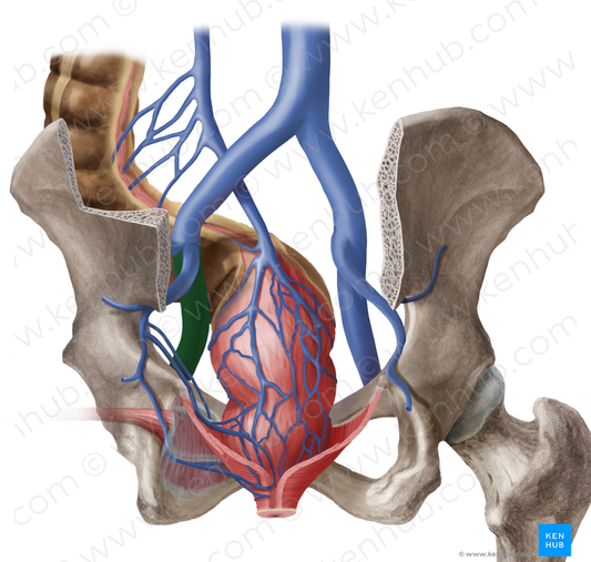 Left external iliac vein (#10312)