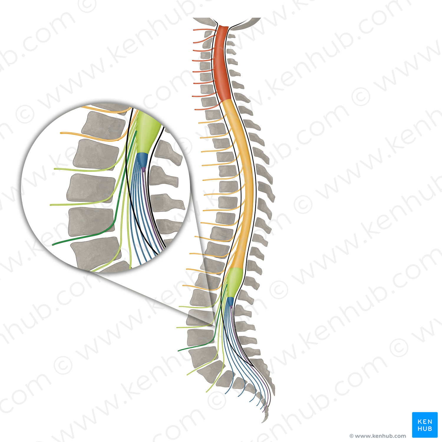 Spinal nerve L3 (#16119)