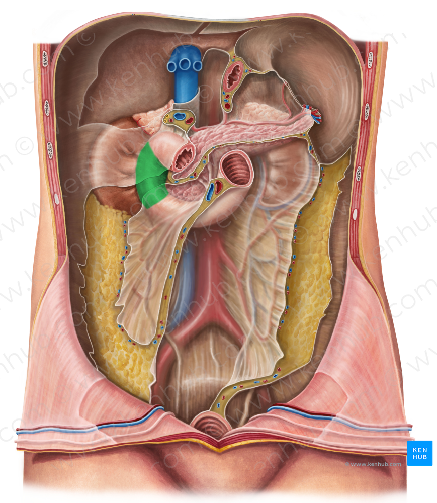 Descending part of duodenum (#7699)